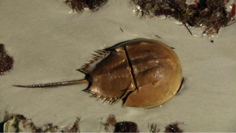 Science of the Shore: Living Fossils – Friends of Island Beach State Park